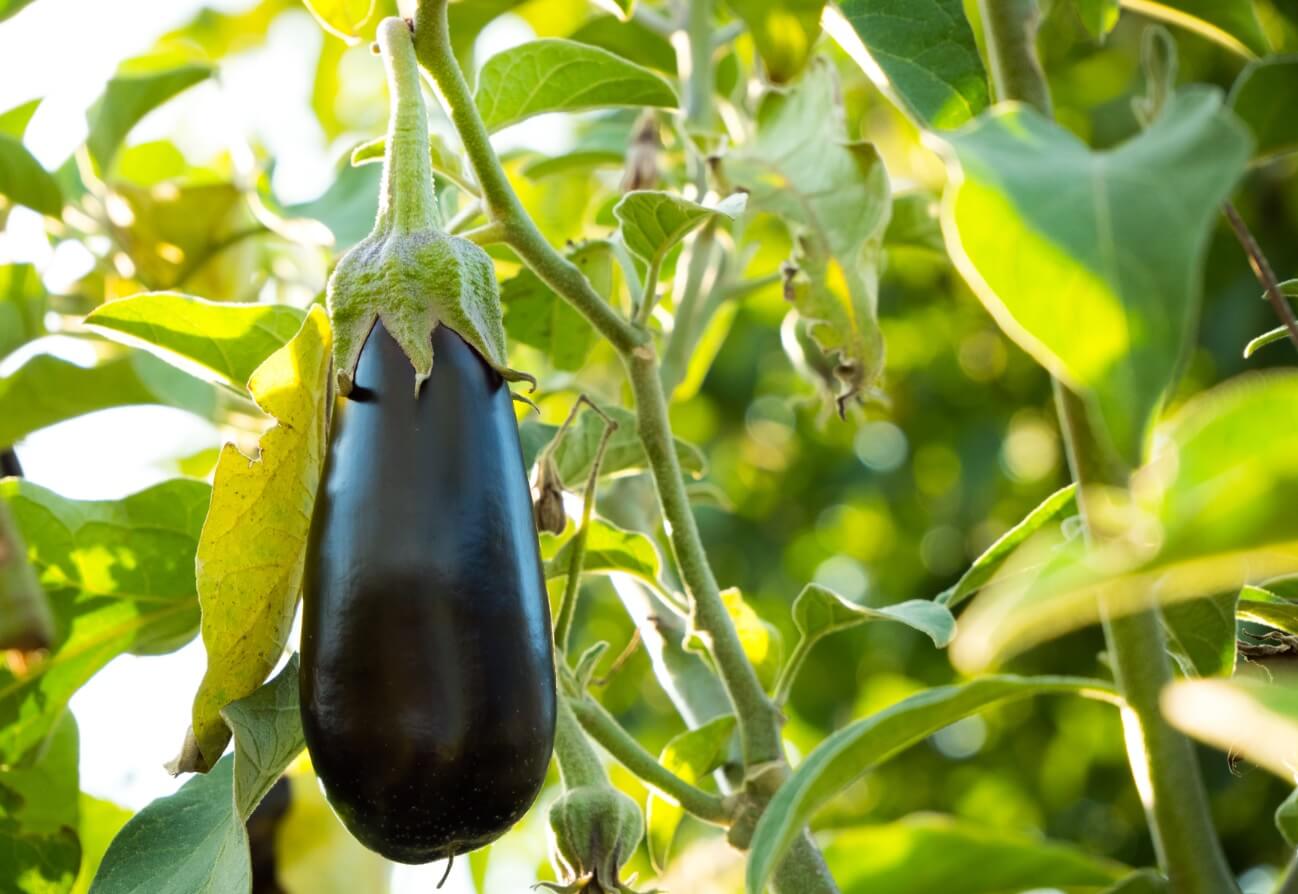 holenderskie nasiona warzyw